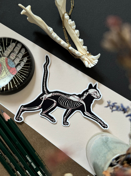 X-Ray Cat - Sticker